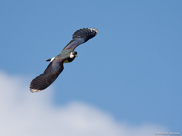 Kievit / Lapwing - Egboetswater