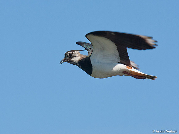 Kievit / Lapwing - Egboetswater