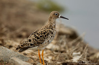 Kemphaan / Ruff - Lesvos