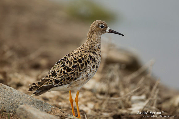 Kemphaan / Ruff - Lesvos