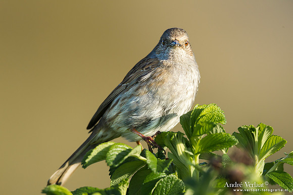 Heggenmus / Dunnock - Hargen aan Zee