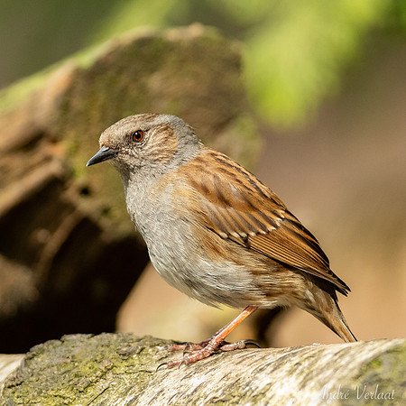 Heggenmus / Dunnock - Oss