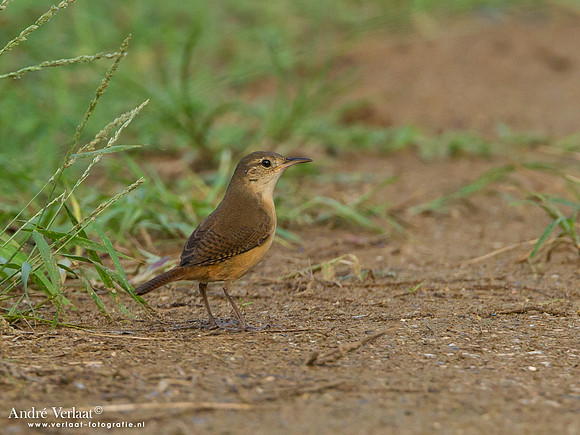 Huiswinterkoning / Southern House Wren - Commewijne
