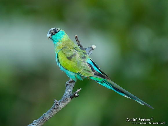 Kapparkiet / Hooded Parrot - Pine Creek NT