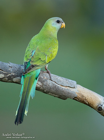 Kapparkiet / Hooded Parrot - Pine Creek NT