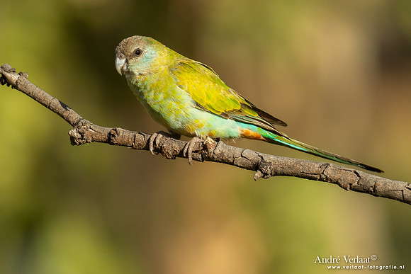 Kapparkiet / Hooded Parrot - Pine Creek NT