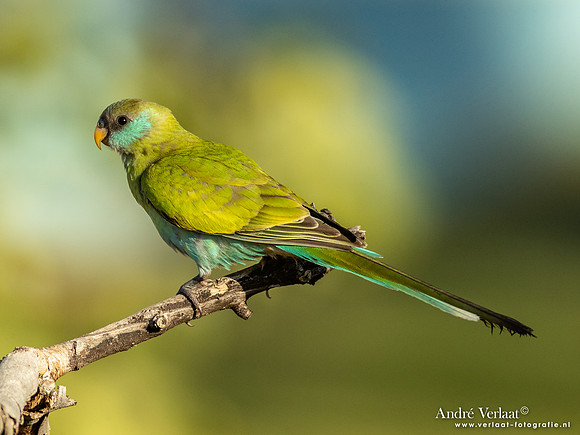 Kapparkiet / Hooded Parrot - Pine Creek NT