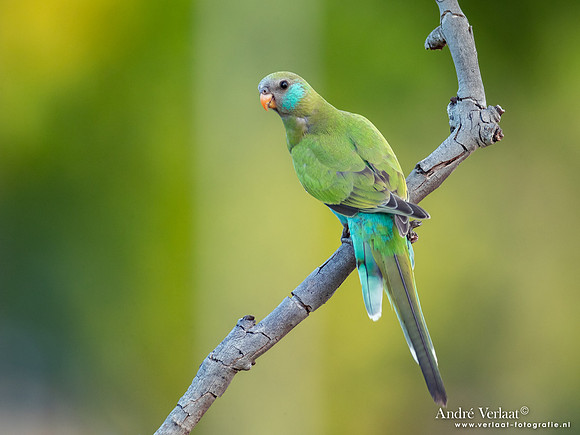 Kapparkiet / Hooded Parrot - Pine Creek NT