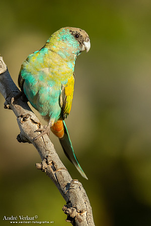 Kapparkiet / Hooded Parrot - Pine Creek NT