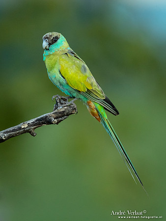 Kapparkiet / Hooded Parrot - Pine Creek NT