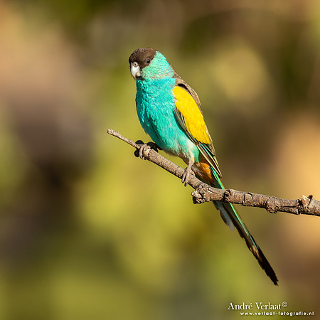 Kapparkiet / Hooded Parrot - Pine Creek NT
