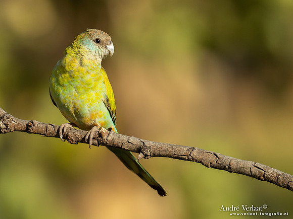 Kapparkiet / Hooded Parrot - Pine Creek NT