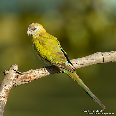 Kapparkiet / Hooded Parrot - Pine Creek NT