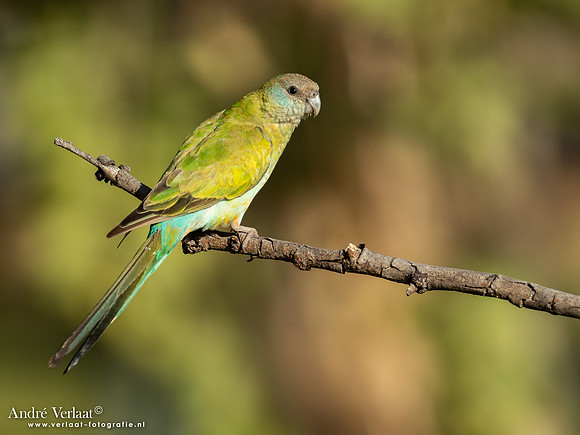 Kapparkiet / Hooded Parrot - Pine Creek NT