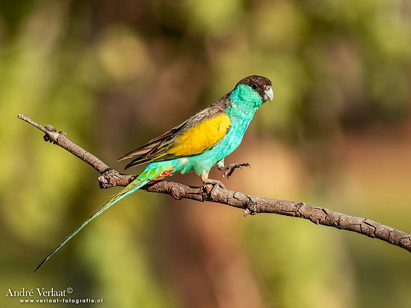 Kapparkiet / Hooded Parrot - Pine Creek NT