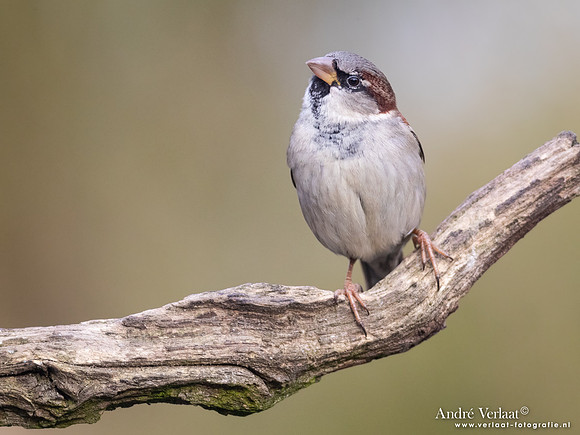 Huismus - House Sparrow / Rijssen