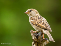 Huismus / House Sparrow - Wognum