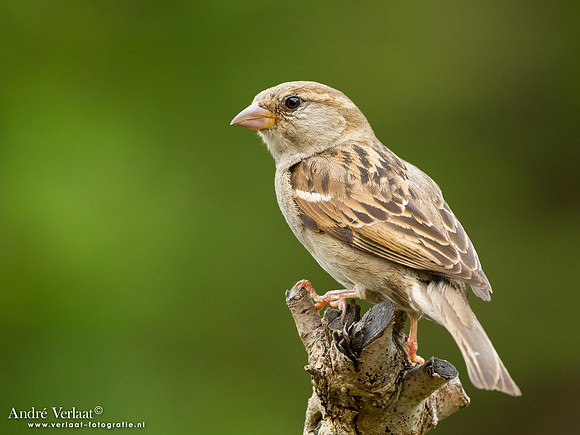 Huismus / House Sparrow - Wognum