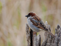 Huismus / House Sparrow - Schardam