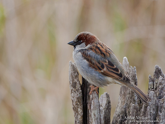 Huismus / House Sparrow - Schardam