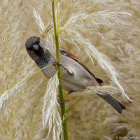 Huismus / House Sparrow - Wognum