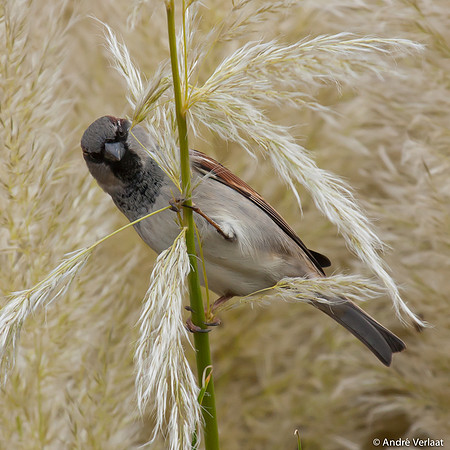 Huismus / House Sparrow - Wognum
