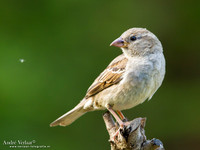 Huismus / House Sparrow - Wognum