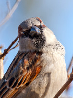 Huismus / House Sparrow - Wognum