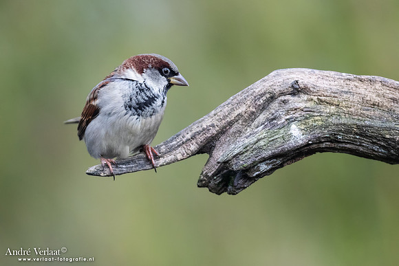 Huismus - House Sparrow / Rijssen