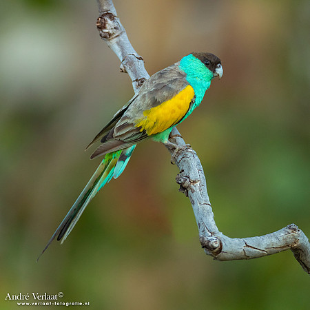 Kapparkiet / Hooded Parrot - Pine Creek NT