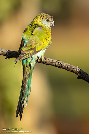 Kapparkiet / Hooded Parrot - Pine Creek NT