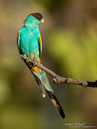 Kapparkiet / Hooded Parrot - Pine Creek NT