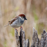 Huismus / House Sparrow - Schardam