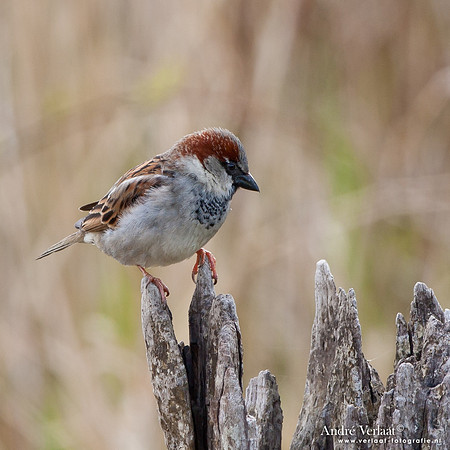 Huismus / House Sparrow - Schardam