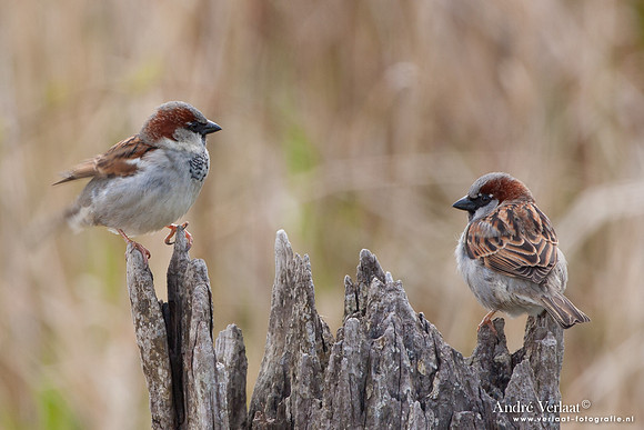 Huismus / House Sparrow - Schardam