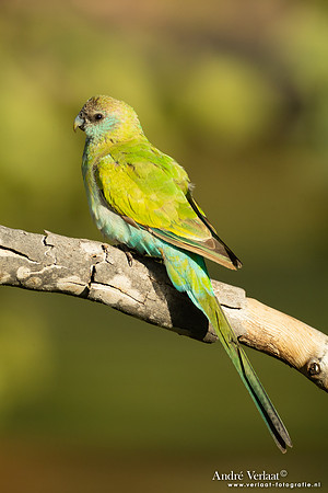 Kapparkiet / Hooded Parrot - Pine Creek NT