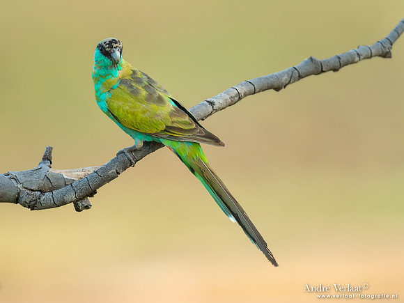 Kapparkiet / Hooded Parrot - Pine Creek NT