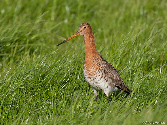 Grutto / Black-tailed Godwit - Egboetswater