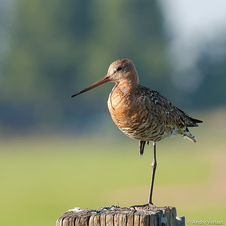 Grutto / Black-tailed Godwit - Zeevang