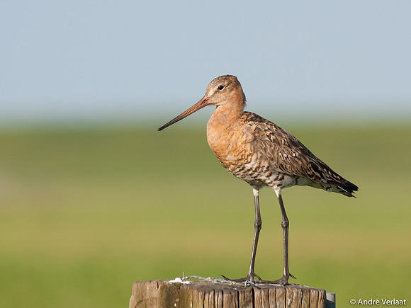 Grutto / Black-tailed Godwit - Zeevang