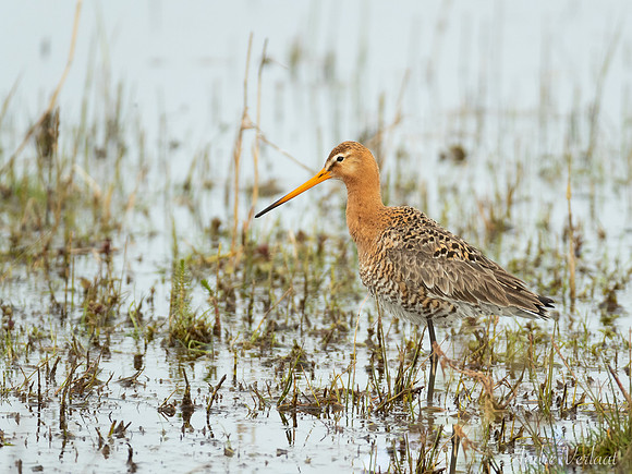 Grutto / Black-tailed Godwit - De Koog (Texel)