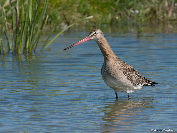 Grutto / Black-tailed Godwit - Aartswoud