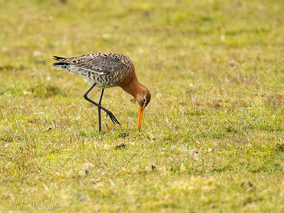 Grutto / Black-tailed Godwit - De Koog (Texel)