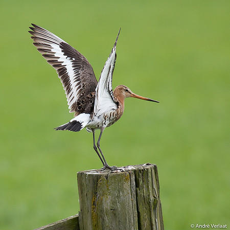 Grutto / Black-tailed Godwit - Egboetswater