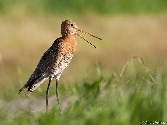 Grutto / Black-tailed Godwit - Egboetswater