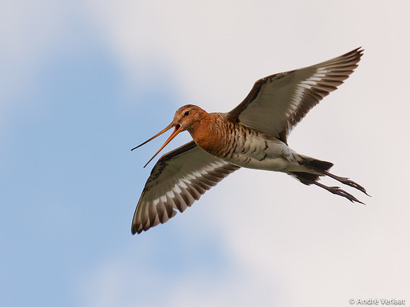Grutto / Black-tailed Godwit - Egboetswater