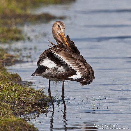 Grutto / Black-tailed Godwit - Zeevang