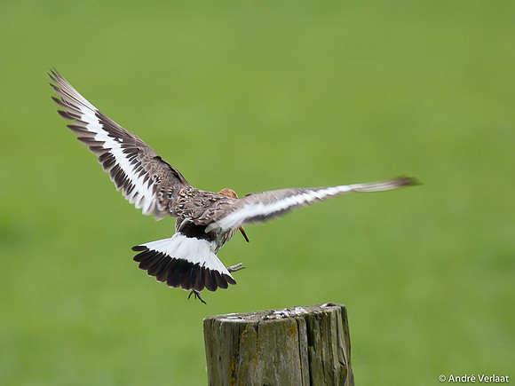 Grutto / Black-tailed Godwit - Egboetswater