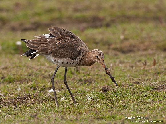 Grutto / Black-tailed Godwit - Zeevang