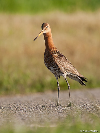 Grutto / Black-tailed Godwit - Egboetswater